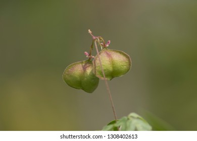 Herbal Fruits Balloon Vine Cardiospermum Halicacabum Stock Photo Edit Now