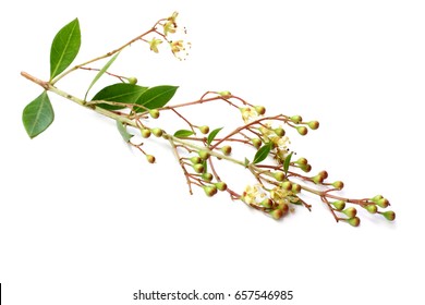 Herbal Henna Flower With Leaves