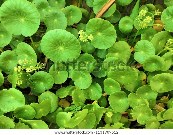 Herbal Medicine Leaves Centella Asiatica Known Stock Photo Edit Now 1131909512