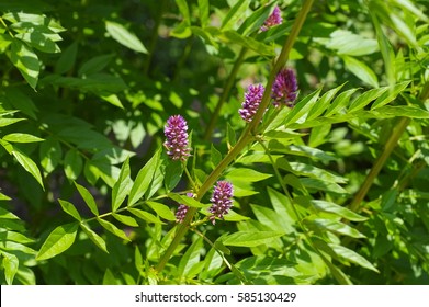 The Herbal Plant  Liquorice Or Glycyrrhiza Glabra