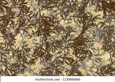 Herbal Texture, Matricaria Discoidea