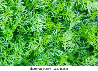 Herbal Texture, Matricaria Discoidea