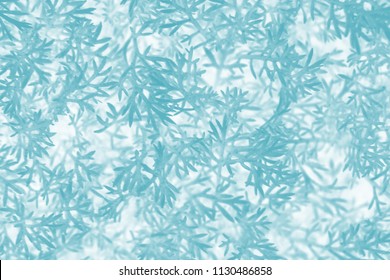 Herbal Texture, Matricaria Discoidea