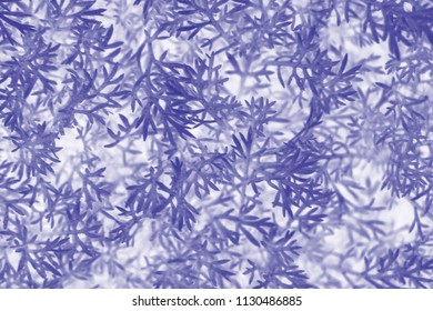 Herbal Texture, Matricaria Discoidea