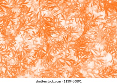 Herbal Texture, Matricaria Discoidea