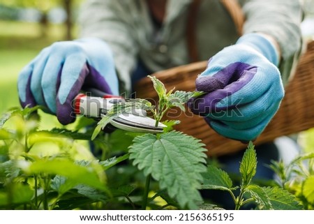 Herbalist picking nettle leaves into wicker basket in organic garden. Woman harvesting herbs for detox at spring season