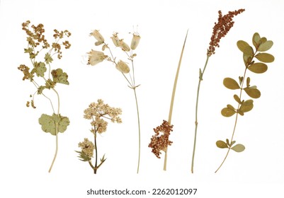 Herbarium. Dried swamp and field plants and grass. Isolated lements on a white background