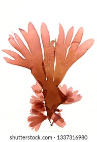 Herbarium Of Red Dulse