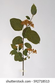 A Herbarium Sheet With Cornus Sanguinea, The Common Dogwood Or Bloodtwig Dogwood, From The Family Cornaceae