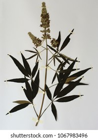 Herbarium Sheet From Flowering Vitex Agnus Castus, The Lilac Chastetree Or Monk's Pepper, From The Family Verbenaceae