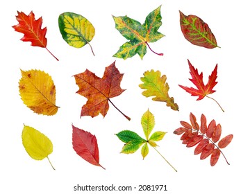 Collection Tree Leaves Isolated On White Stock Photo 113276401 ...