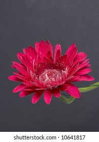 herbera