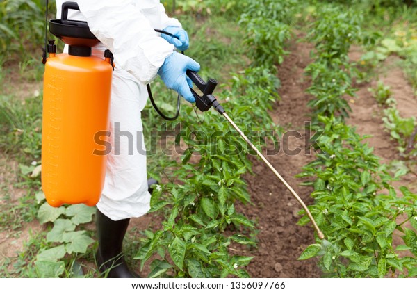 Herbicide Spraying Nonorganic Vegetables Stock Photo 1356097766 ...