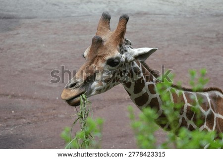 the herbivorous giraffe eats grass
