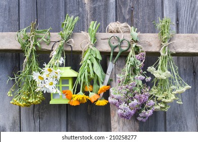 Herbs - Shutterstock ID 210258277