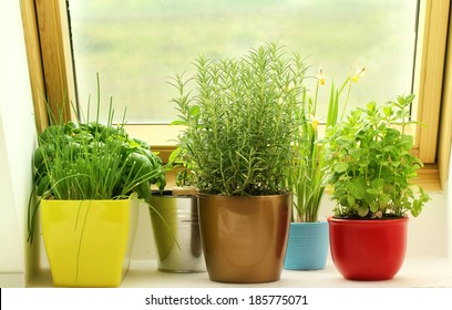 herbs growing on window - Powered by Shutterstock