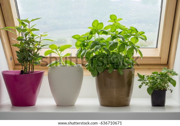 Herbs Growing Pot On Kitchen Window Stock Photo Edit Now 636710671