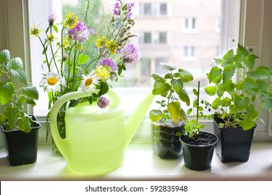 Herbs On Window Sill