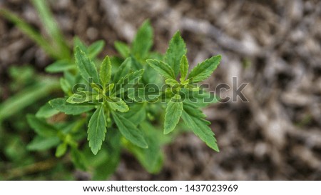 Herbs plant beside the roadside.