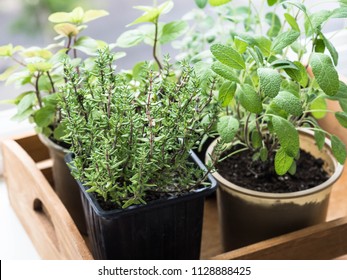 Herbs In  Pots In Wood Tray Growing On A Windowsill. Thyme, Mint, Sage And Oregano In Pots On Windowsill.