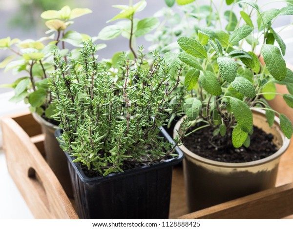 Herbs Pots Wood Tray Growing On Stock Photo Edit Now 1128888425