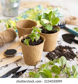 Herbs Seedlings Growing In A Biodegradable Pots Near Garden Tools. Indoor Gardening, Homegrown Plants, Germinating Herb Seeds, Close Up On White Wooden Table