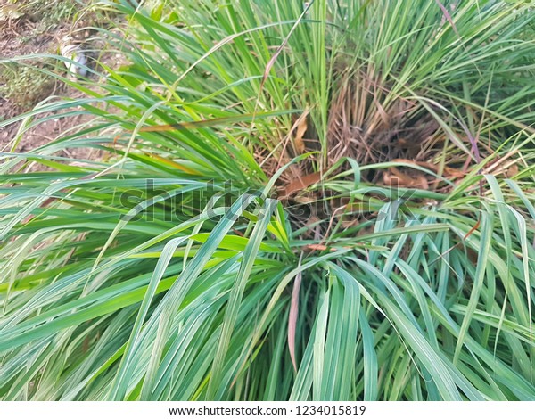 Herbs Vegetables Garden Cymbopogon Citratus Stock Photo 1234015819 ...