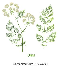 Cumin Plant Images, Stock Photos & Vectors 