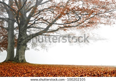 Similar – trees in the fog Fog Light