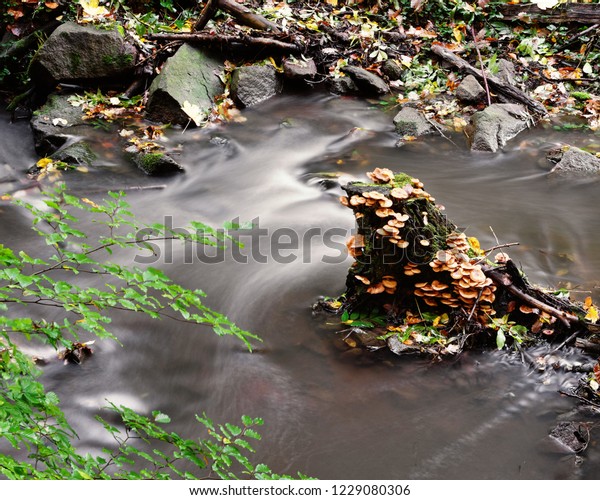 Herbststimmung Ein Baumstumpf Der Dicht Mit Stock Photo Edit Now