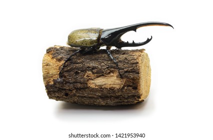 654 Hard shell beetle Images, Stock Photos & Vectors | Shutterstock