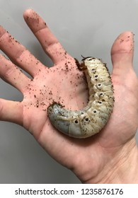 Hercules Beetle Larvae