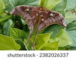 Hercules Moth Butterfly - on plants in the garden.Coscinocera hercules, the Hercules moth, is a moth of the family Saturniidae, endemic to New Guinea and northern Australia.