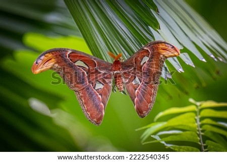 Hercules Moth butterfly is perching on the green leaves with blurred green background. Nature and wildlife concept.