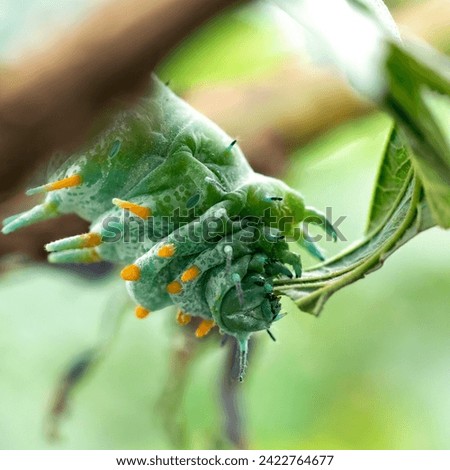 Hercules moth caterpillar, the larvae of the Hercules Moth, Australia s largest moth species eating a fresh green leave
