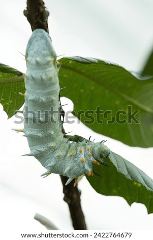 Hercules moth caterpillar, the larvae of the Hercules Moth, Australia s largest moth species eating a fresh green leave