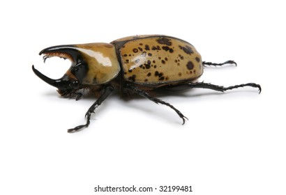 Hercules Rhino Beetle Stock Photo 32199481 | Shutterstock