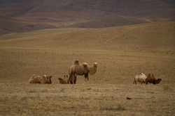 Portfolio d’images et de photos de stock de Ilya Kallion | Shutterstock