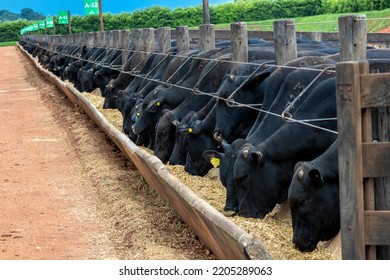 Herd of Aberdeen Angus animals in a feeder area of a beef cattle farm in Brazil - Shutterstock ID 2205289063