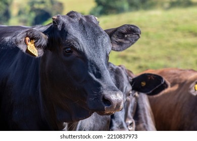 Herd Of Aberdeen Angus Animals In The Pasture Area Of A Beef Cattle Farm In Brazil