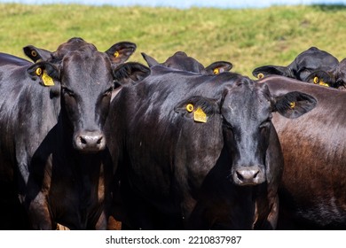 Herd Of Aberdeen Angus Animals In The Pasture Area Of A Beef Cattle Farm In Brazil