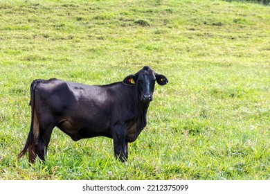 Herd Of Aberdeen Angus Animals In The Pasture Area Of A Beef Cattle Farm In Brazil