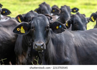 Herd Of Aberdeen Angus Animals In The Pasture Area Of A Beef Cattle Farm In Brazil