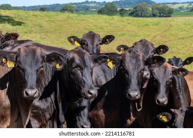 Herd Of Aberdeen Angus Animals In The Pasture Area Of A Beef Cattle Farm In Brazil