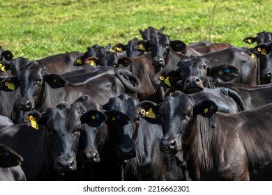 Herd Of Aberdeen Angus Animals In The Pasture Area Of A Beef Cattle Farm In Brazil