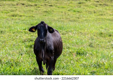 Herd Of Aberdeen Angus Animals In The Pasture Area Of A Beef Cattle Farm In Brazil