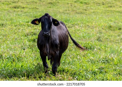 Herd Of Aberdeen Angus Animals In The Pasture Area Of A Beef Cattle Farm In Brazil