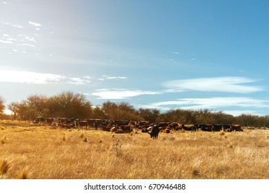 Herd Of Aberdeen Angus Cows Resting In A Field