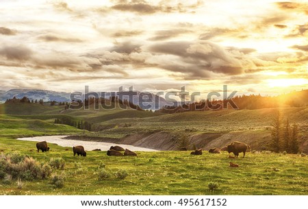 Herd of adult and baby buffaloes (bison bison) at sunset time. Yellowstone National Park, Wyoming, USA 