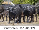 Herd of African buffalo or Cape buffalo (Syncerus caffer) in Moremi national park, Botswana